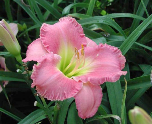 Daylily's Awash With Color' Bright Pink Pastel Showy Blooms on 32" Flower Scapes