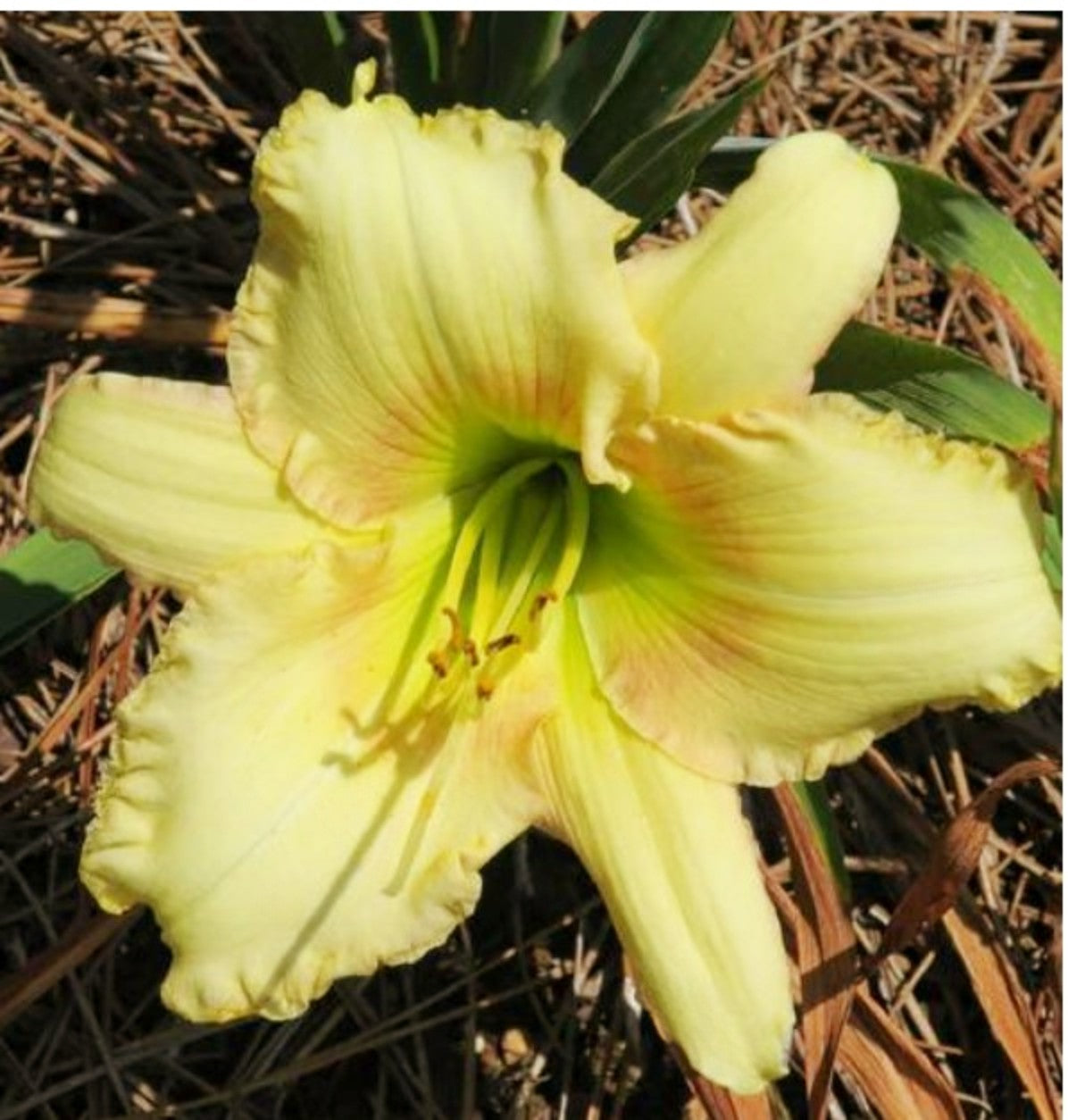 Daylily 'Precious Love' Light Yellow Fragrant 3" Blooms on 18" Scapes