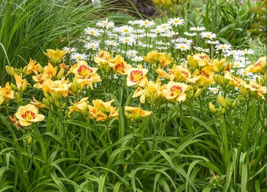 Daylily 'Monterrey Jack' 5 1/2" Bright Yellow Blooms on 24" Flower Scapes