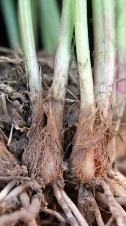 Garlic Chives Allium Tuberosum, Tall White Late Summer Flowers, 10 Bulbs – detail view