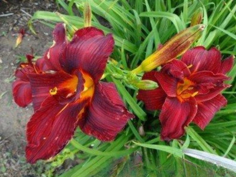 Daylily Hemerocallis Meno, Double Red Bloom, 22", Double Fan