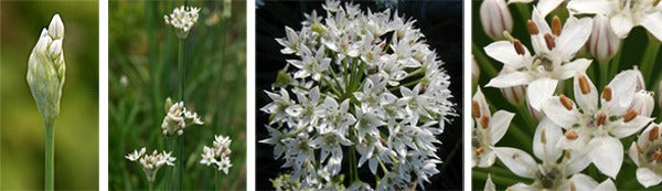 Garlic Chives Allium Tuberosum, Tall White Late Summer Flowers, 10 Bulbs