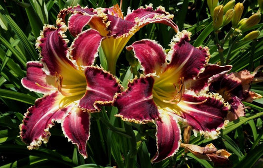 Daylily 'Larry's Twilight Bite' Cranberry Purple Large 8-9" Blooms on 31" Scapes