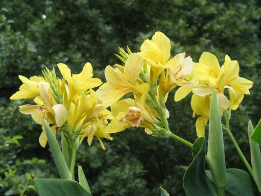 Canna ‘Yellow Futurity’ Dwarf 36" - 48" Green Foliage, 2 Freshly Dug Rhizomes