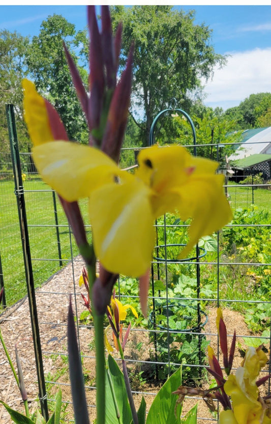 Striped Beauty Canna 'aka 'Bangkok', 'Minerva', Yellow Blooms, Pinstripe Leaves