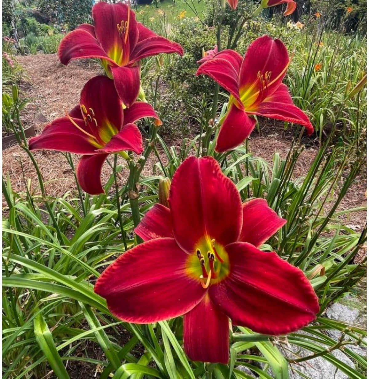 Daylily 'Ruby Throat' Deep Bright Red 5" Showy Blooms on 21" Flower Scapes