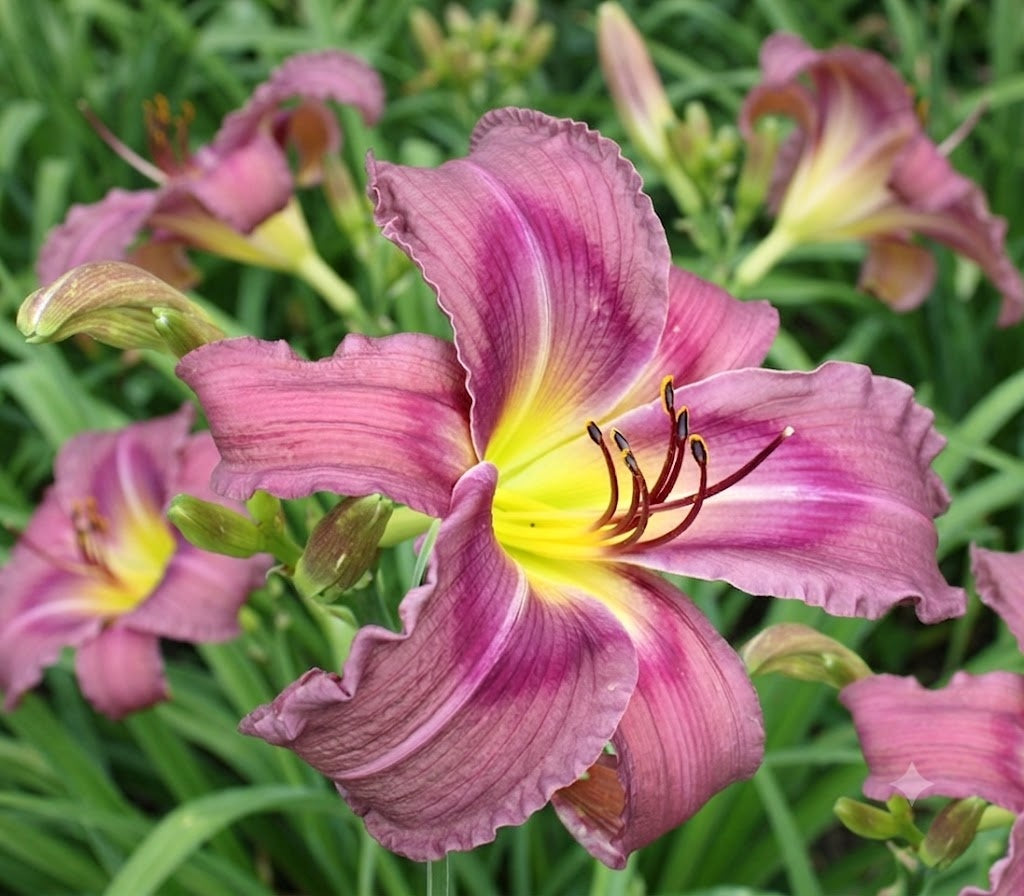 Daylily 'Trahlyta' Beautiful Fragrant 6 1/2" Violet Flowers on 30" Flower Scapes