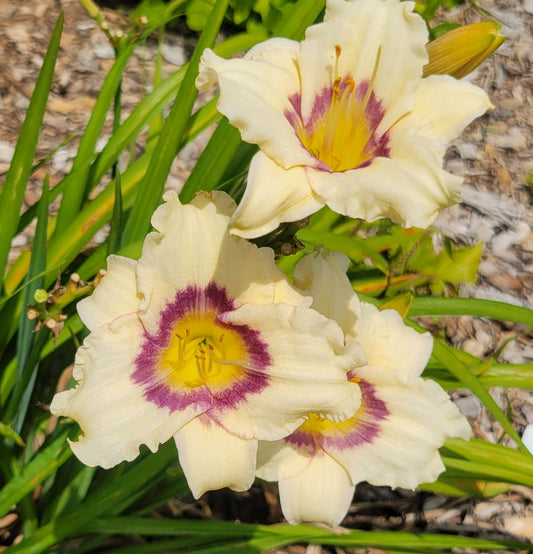 Daylily 'Pandora's Box' 4" Cream Fragrant Blooms Purple Eye on 18" Flower Scapes