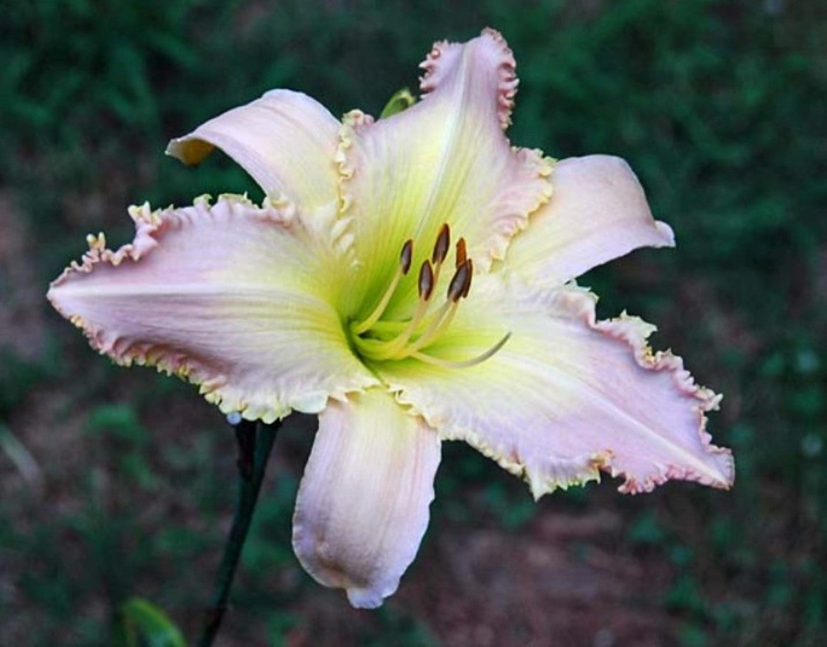 Daylily 'Divine Light' Large Showy 8 1/2 Lavender Yellow Blooms on 36" Scapes
