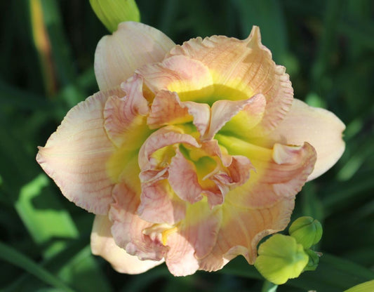 Daylily 'Nagasaki' Double 4 1/2" Ivory, Cream and Pink Flowers on 19" Scapes