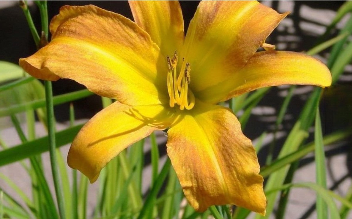 Daylily 'Tennessee Tan' Light Brown Tan 4 3/4" Blooms on 36" Flower Scapes