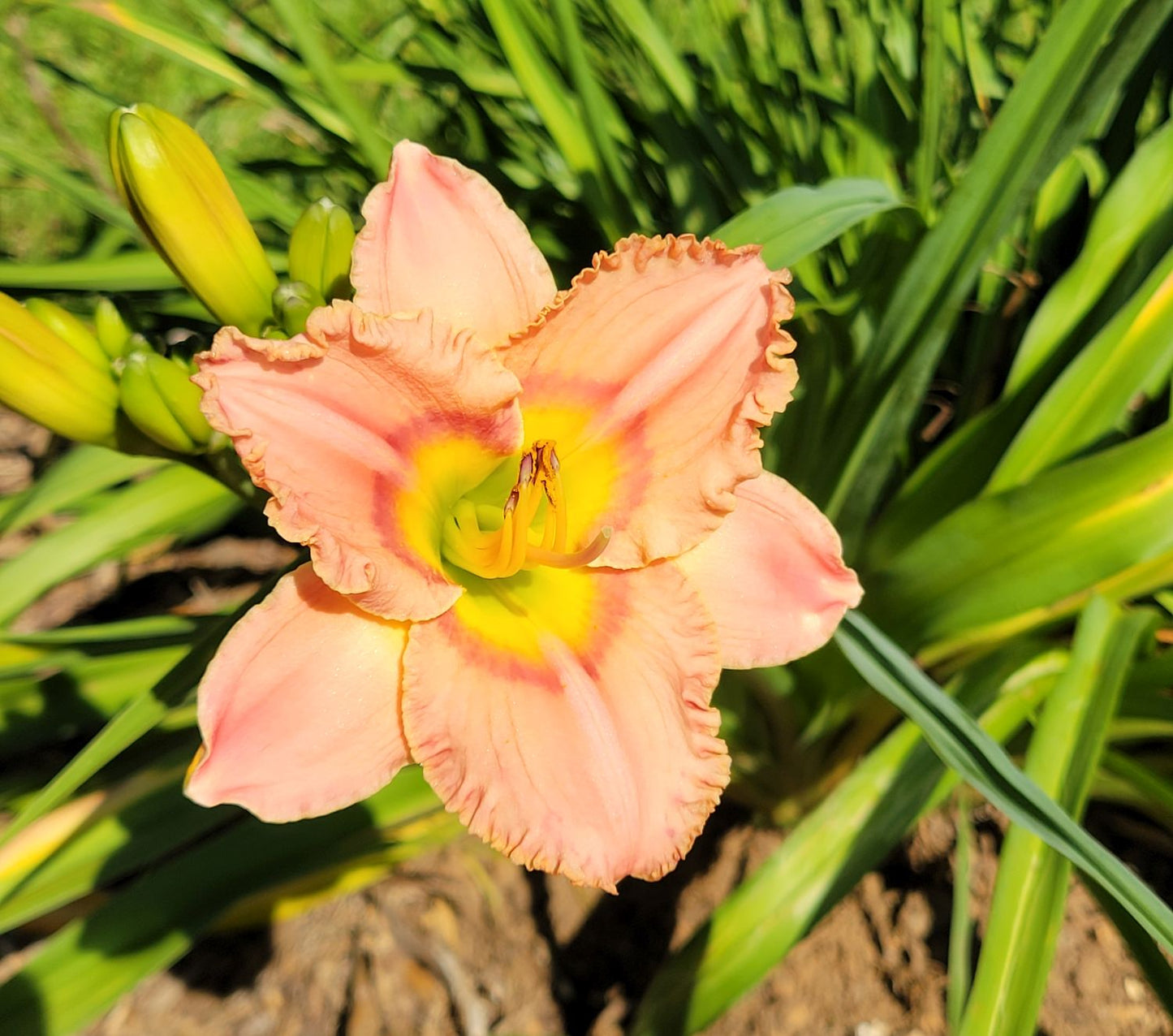 Daylily 'Elegant Candy' Fragrant 4 1/4" Pink Blooms w/Eye on 25" Flower Scapes