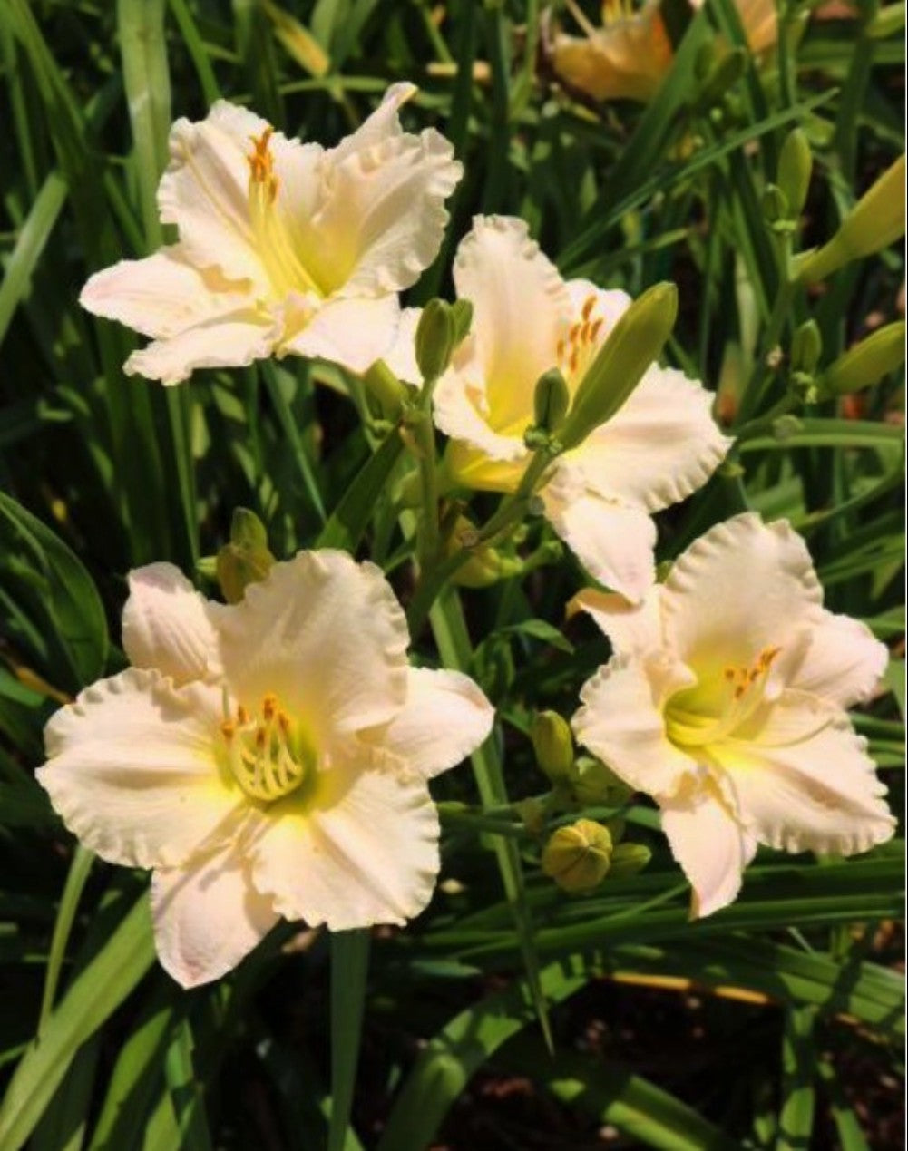 Daylily 'Lullaby Baby' Blush Pink 3 1/2" Fragrant Blooms on 19" Flower Scapes