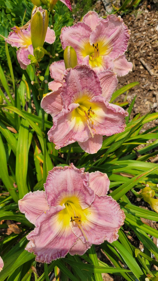 Daylily 'Magic Amethyst' Lavender Mauve Fragrant Flowers on 27" Flower Scapes