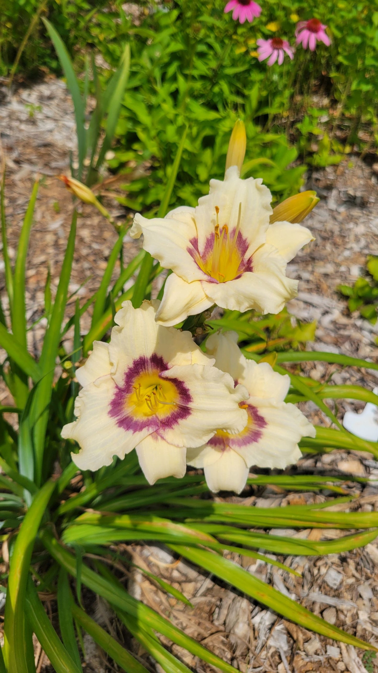 Daylily 'Pandora's Box' 4" Cream Fragrant Blooms Purple Eye on 18" Flower Scapes