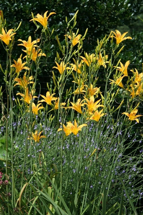 Daylily 'Autumn Minaret' Orange Yellow 4" Blooms on Tall 70" Scapes