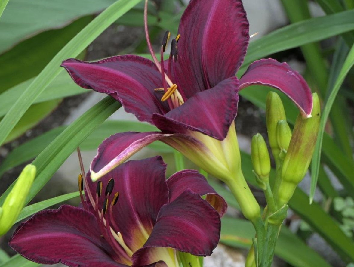 Wayside King Royale Daylily, 36" Scapes, 6" Fragrant Purple Blooms