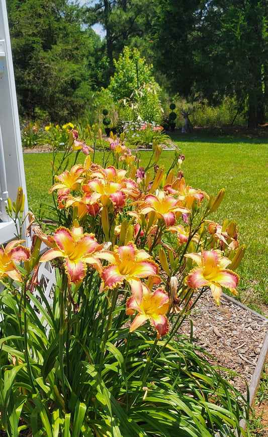 Daylily 'Wolverine' Rose Pink 7 1/4" Edged, Toothed Blooms, 38" Scape Height