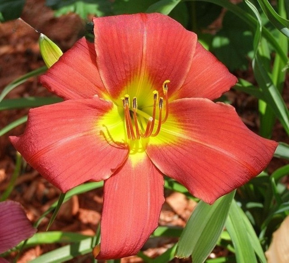 Daylily 'Music Man' Large Showy 7" Bright Red Blooms on 30" Flower Scapes