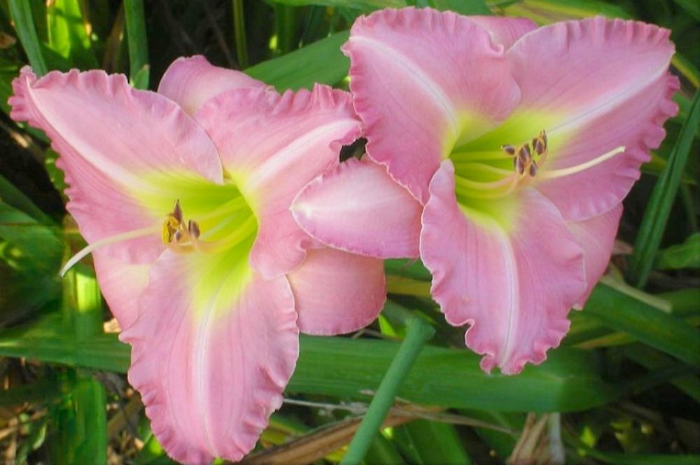 Daylily 'Trade-Last' Bright Pastel Pink Showy Blooms on 24" Scapes