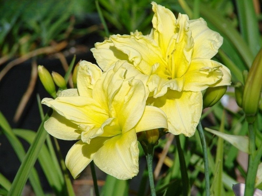Daylily 'Double River Wye' 4.5" Double Bright Yellow Blooms on 30" Flower Scapes