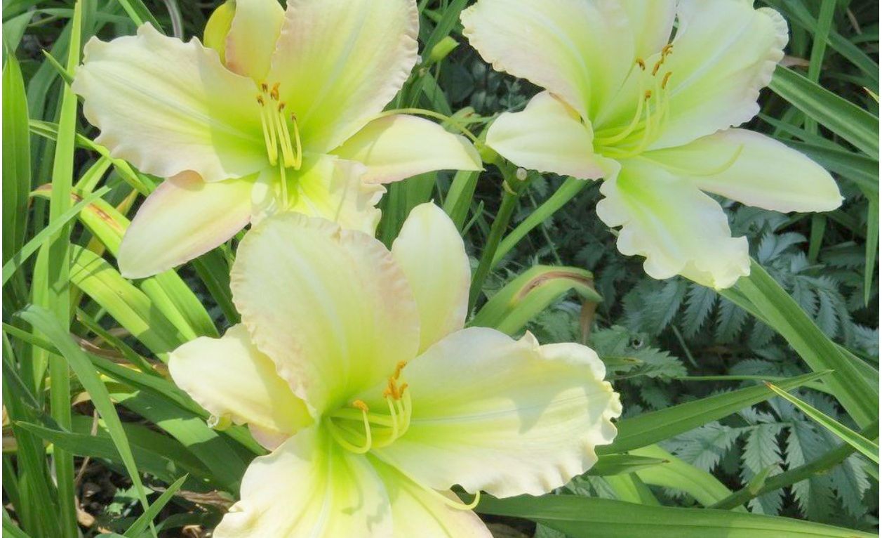 Forsyth Flaming Snow Daylily, Near White with Pink Edges, 6" blooms, 32"