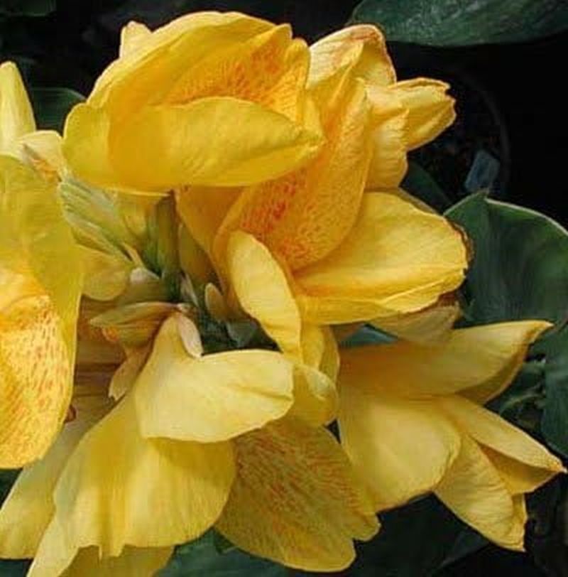 Canna ‘Yellow Futurity’ Dwarf 36" - 48" Green Foliage, 2 Freshly Dug Rhizomes