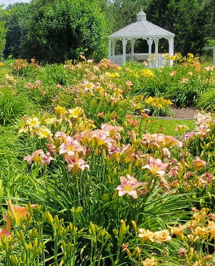 Daylilies