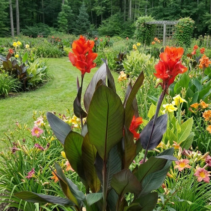 Canna Lilies