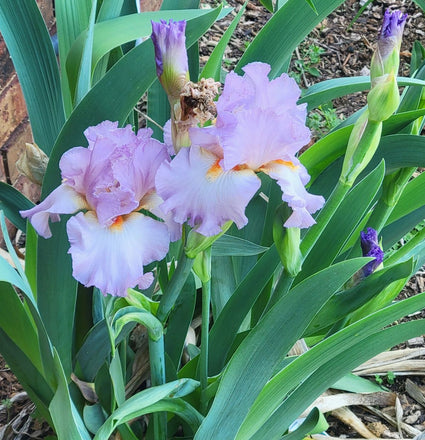 Perennials