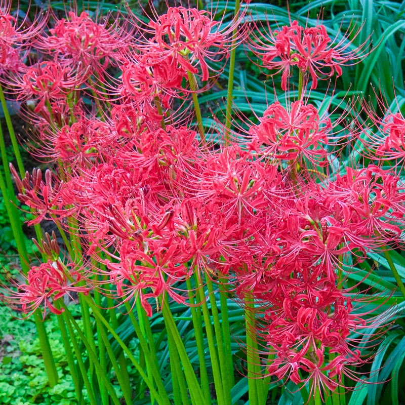 Red Spider Lily, Lycoris Radiata, Magic Lily Amaryllis Heirloom Bulbs, Set of 2