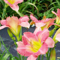 Daylily 'Best Kept Secret' Rose Pink Fragrant 5 1/2" Blooms on 28" Scapes