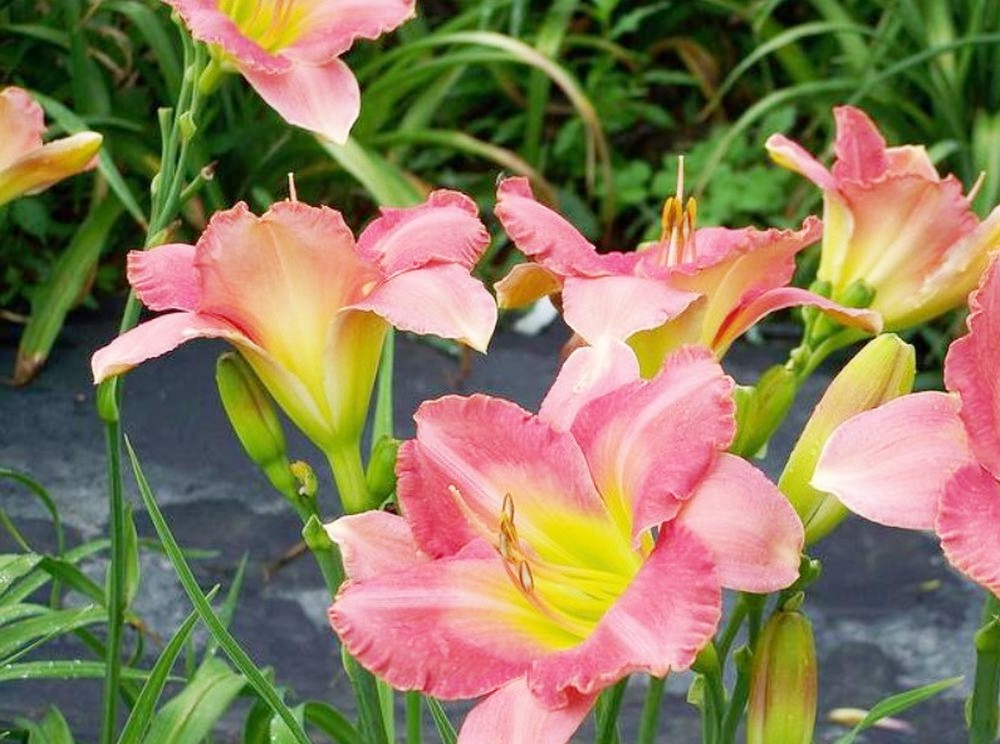 Daylily 'Best Kept Secret' Rose Pink Fragrant 5 1/2" Blooms on 28" Scapes