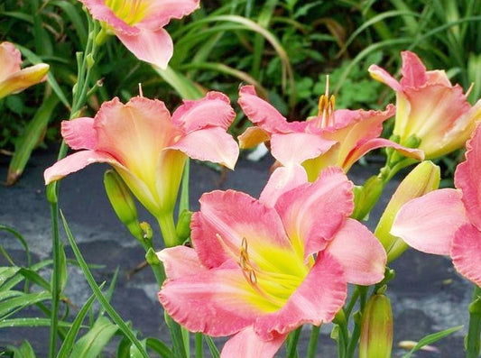 Daylily 'Best Kept Secret' Rose Pink Fragrant 5 1/2" Blooms on 28" Scapes