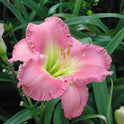 Daylily's Awash With Color' Bright Pink Pastel Showy Blooms on 32" Flower Scapes