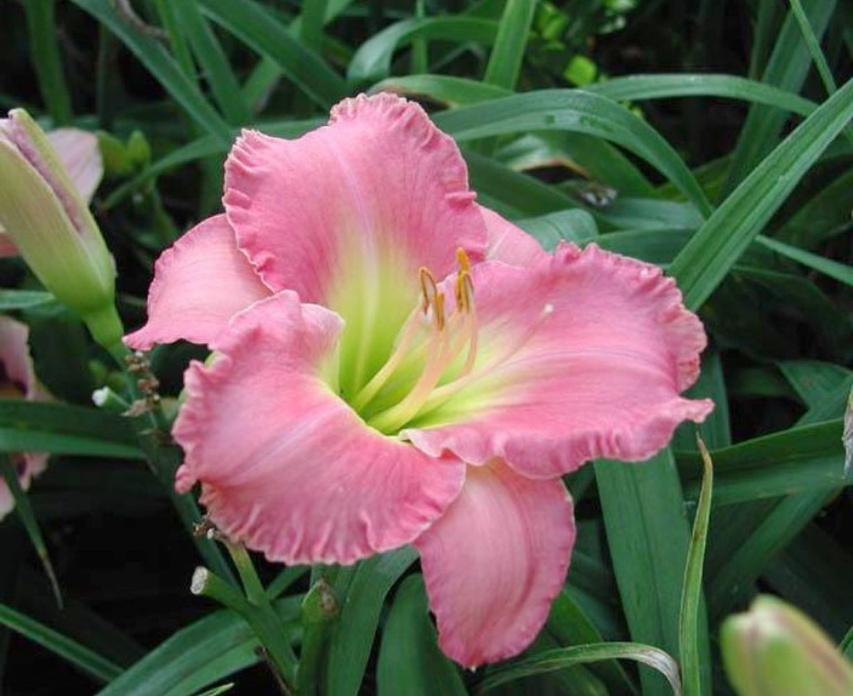 Daylily's Awash With Color' Bright Pink Pastel Showy Blooms on 32" Flower Scapes