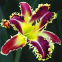 Daylily 'Larry's Twilight Bite' Cranberry Purple Large 8-9" Blooms on 31" Scapes