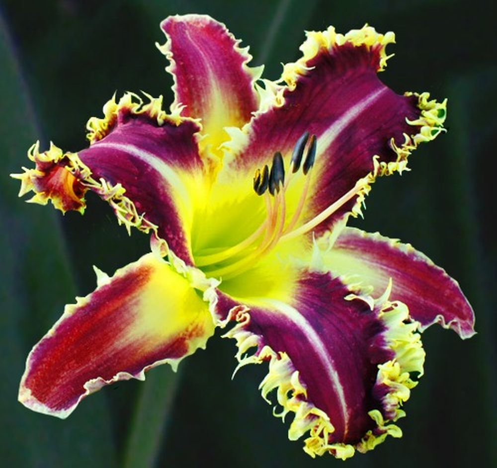 Daylily 'Larry's Twilight Bite' Cranberry Purple Large 8-9" Blooms on 31" Scapes