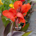 Cannova Bronze Orange Canna Lily, Bright Tropical Blooms, Burgundy Green Leaves