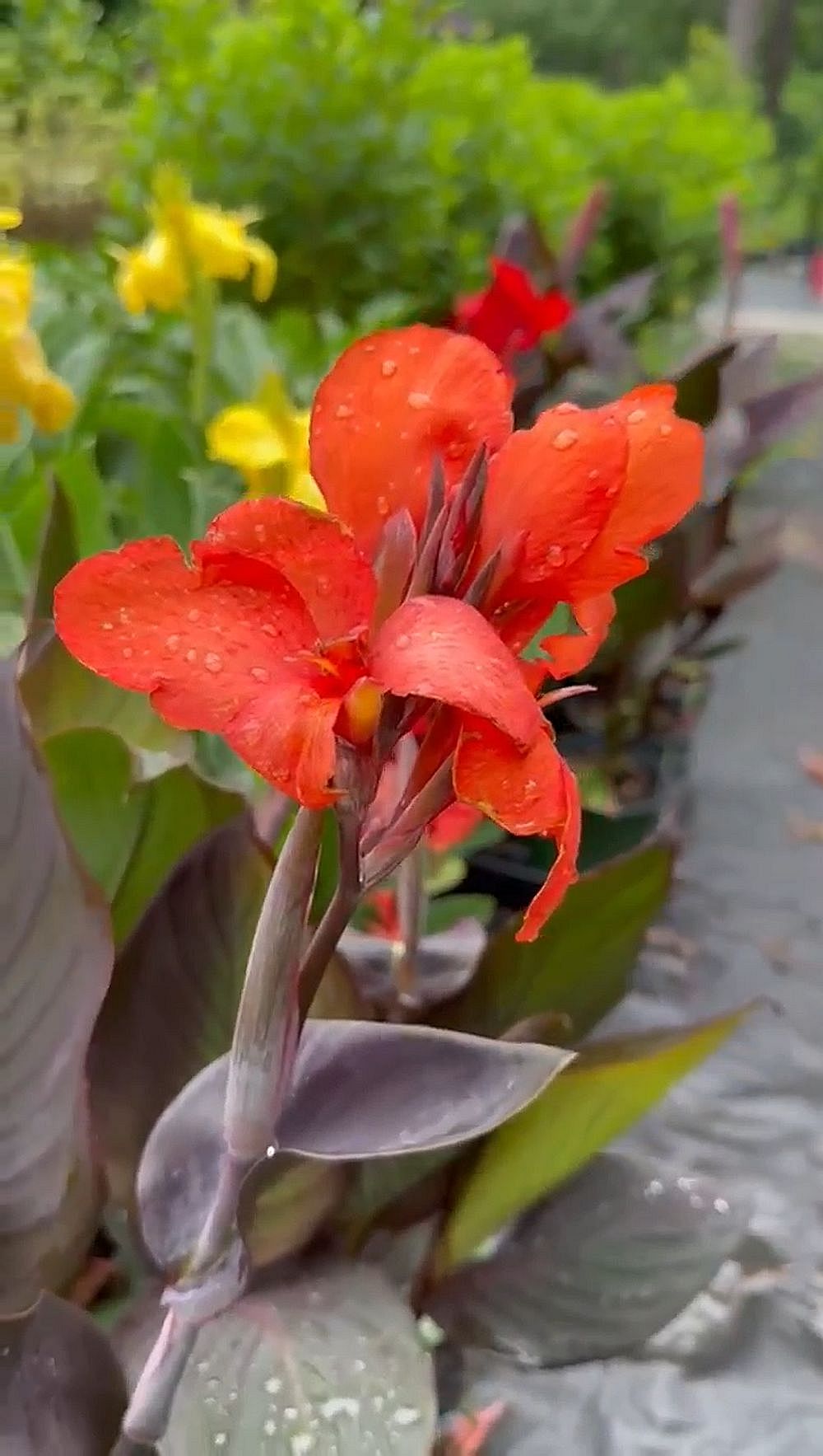 Cannova Bronze Orange Canna Lily, Bright Tropical Blooms, Burgundy Green Leaves