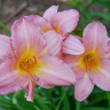 Daylily 'Vivacious' Silver Pink Showy 5" Blooms on 30" Scapes