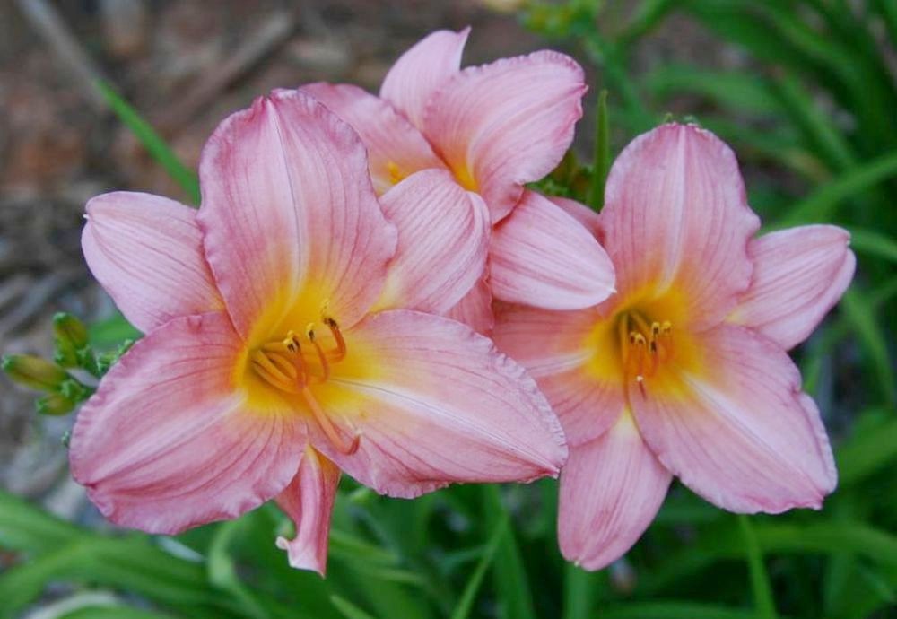 Daylily 'Vivacious' Silver Pink Showy 5" Blooms on 30" Scapes
