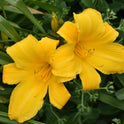 Daylily 'Buttered Popcorn' 6" Golden Yellow Blooms, 32" Scapes, Repeat Bloomer