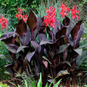 Canna ‘Red Futurity’ Dwarf 36" - 48", Dark Foliage