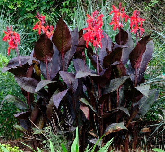 Canna ‘Red Futurity’ Dwarf 36" - 48", Dark Foliage