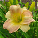 Daylily 'Taos' Beautiful Pastel Cream and Pink Flowers on 24" Flower Scapes
