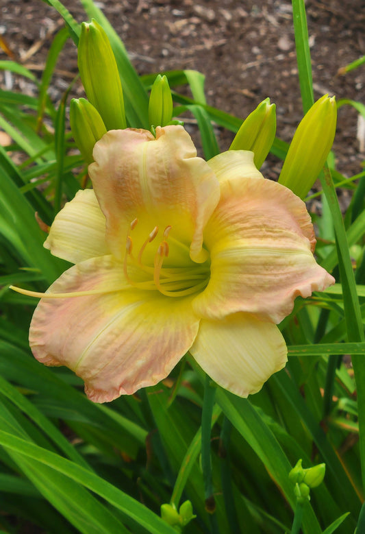 Daylily 'Taos' Beautiful Pastel Cream and Pink Flowers on 24" Flower Scapes