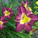 Daylily 'Through Dark Waters' Deep Purple 6" Blooms on 30" Scapes