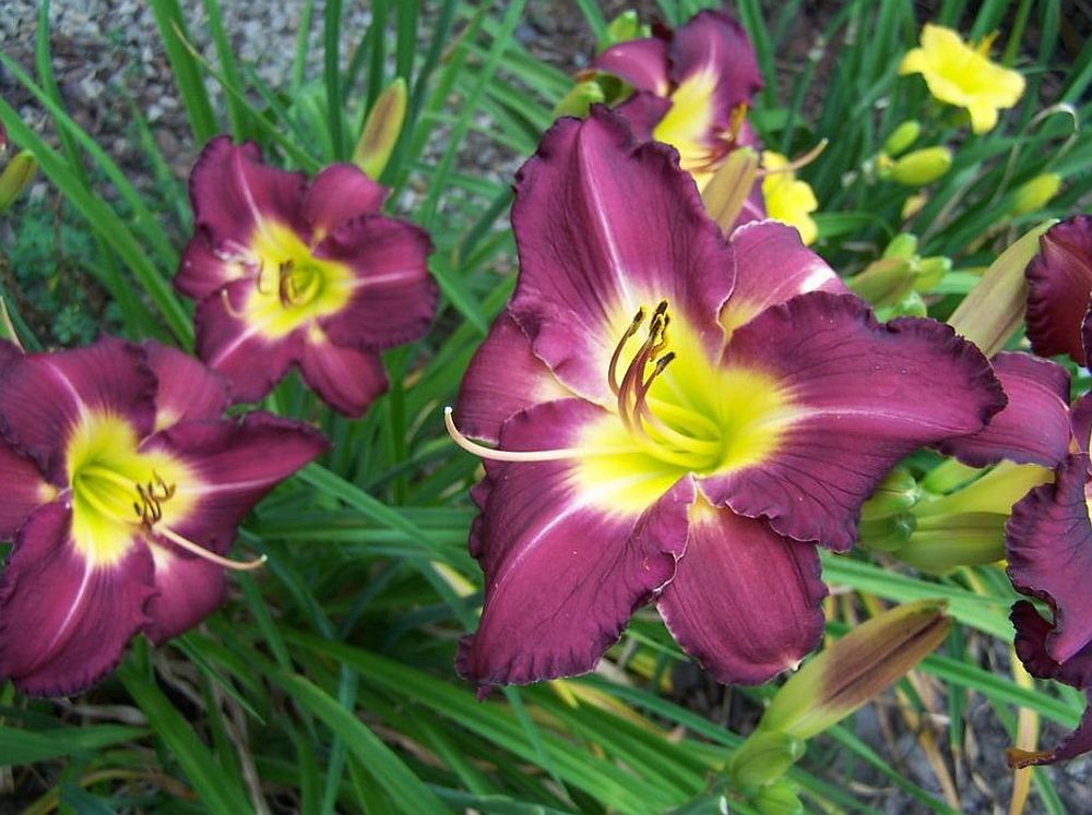 Daylily 'Through Dark Waters' Deep Purple 6" Blooms on 30" Scapes