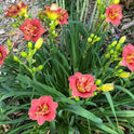 Miniature Daylily 'Two To Tango', 3" Rose Double Blooms, 20" Scape Height